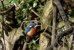 Kingfisher