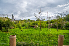 Second part of the tiger compound at Chester Zoo