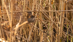 Cetti's warbler