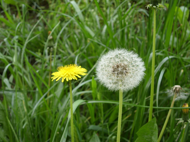 Dandelion