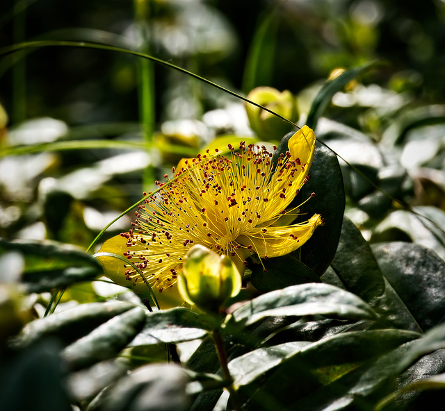 ROSE OF SHARON (St John's Wort)