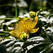 ROSE OF SHARON (St John's Wort)