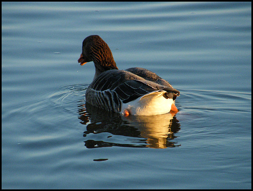 sunlight on a goose's rump