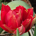 A lovely 'parrot' red and orange tulip