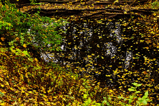 Herbstkonfetti - Autumn Confetti