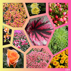 Flower Collage