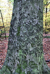 Textured Bark