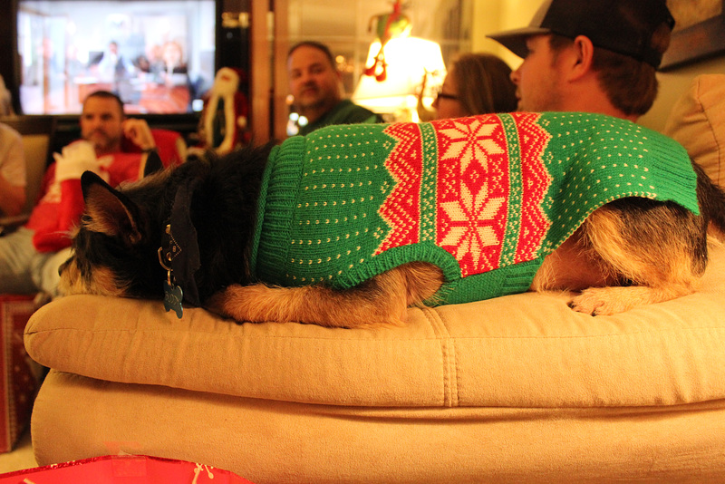 HAHAHA!  our Grand Dog enjoying all our CHRISTMAS ing!!  He is "Buddy"  !!  He  thinks he is human :)
