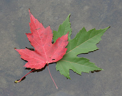 8/50 maple leaf, feuille d'érable