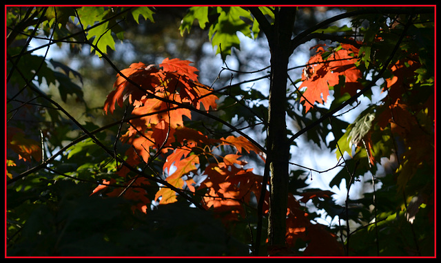 a Hole in the foliage