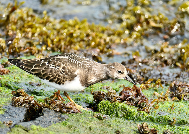 Steinwälzer am Strand