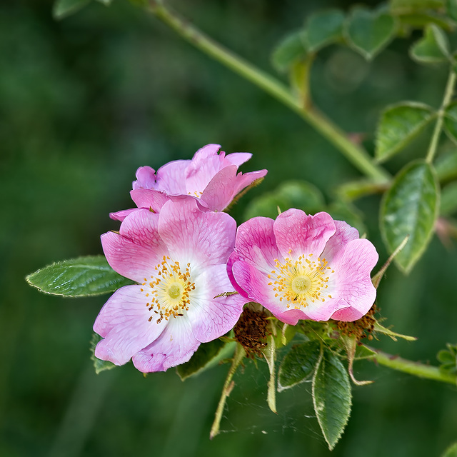 Wild Tea Rose