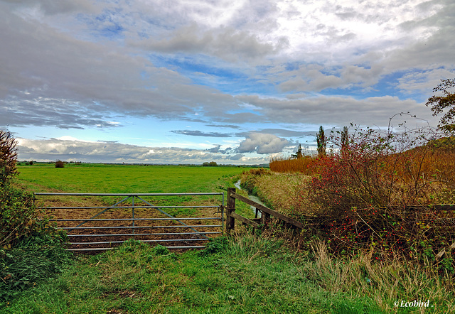 North Curry Colours (and Cows!)