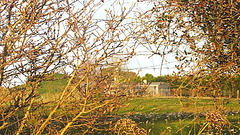 Through Bare Branches. Through Bare Branches.