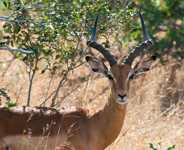 South Africa Zulu Nyala IGP1757