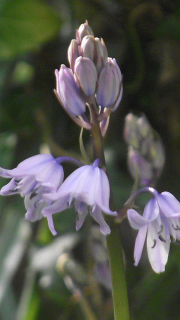 My first bluebells of 2015