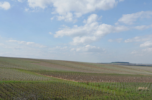 Vignes champenoises