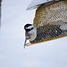 Black-capped Chickadee