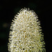 Intricate beauty of Bear Grass