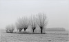 Pollard Willows in a Row...