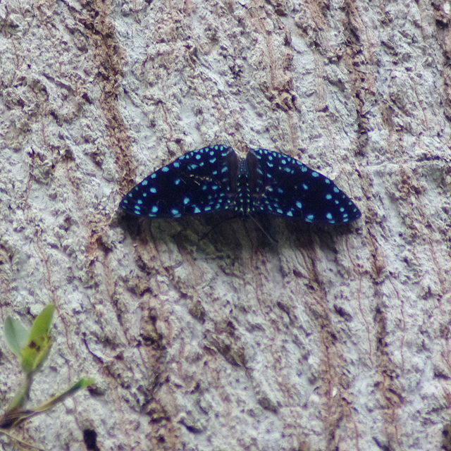 'Starry Night' Hamadryas butterfly