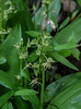 Liparis loeselii (Loesel's Twayblade orchid)