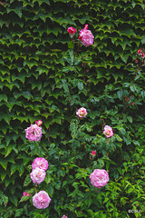 Climbing roses amongst the Virginia Creeper