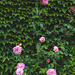 Climbing roses amongst the Virginia Creeper