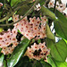 The hoya flowers are oozing sticky stuff !!! The hoya flowers are oozing sticky stuff !!!