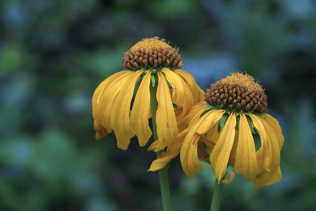 Cutleaf Coneflower