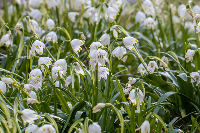 Schneeglöckchen ++ Märzenbecher (Leucojum vernum)