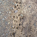 #28- Animal footprints, Sheep