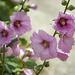 Althaea rosea ''Hollyhock''