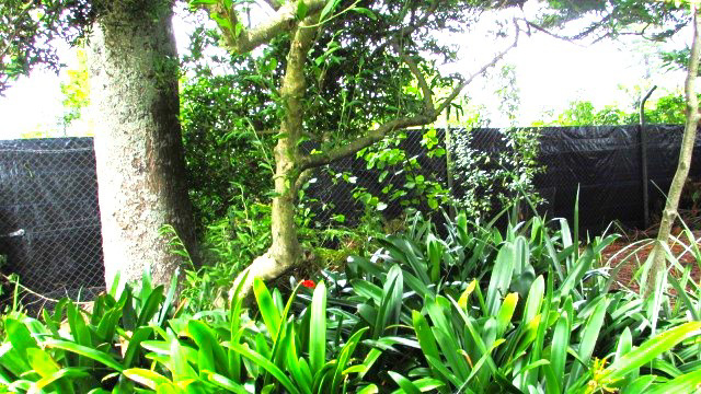 Plants At Hamilton Gardens.