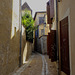 Shady lane