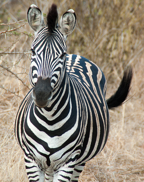 South Africa Zulu Nyala IGP1797