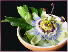 Passionsblume. (Passiflora). ©UdoSm