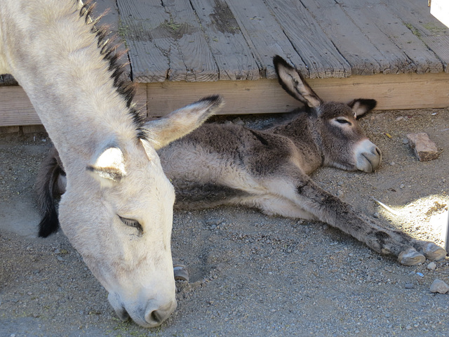 Baby Burro