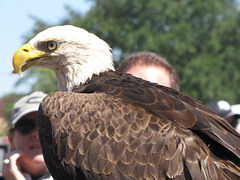 FREEDOM, Mascot for the Georgia Southern University (Statesboro, Georgia)  visiting in our town for a special ocassion