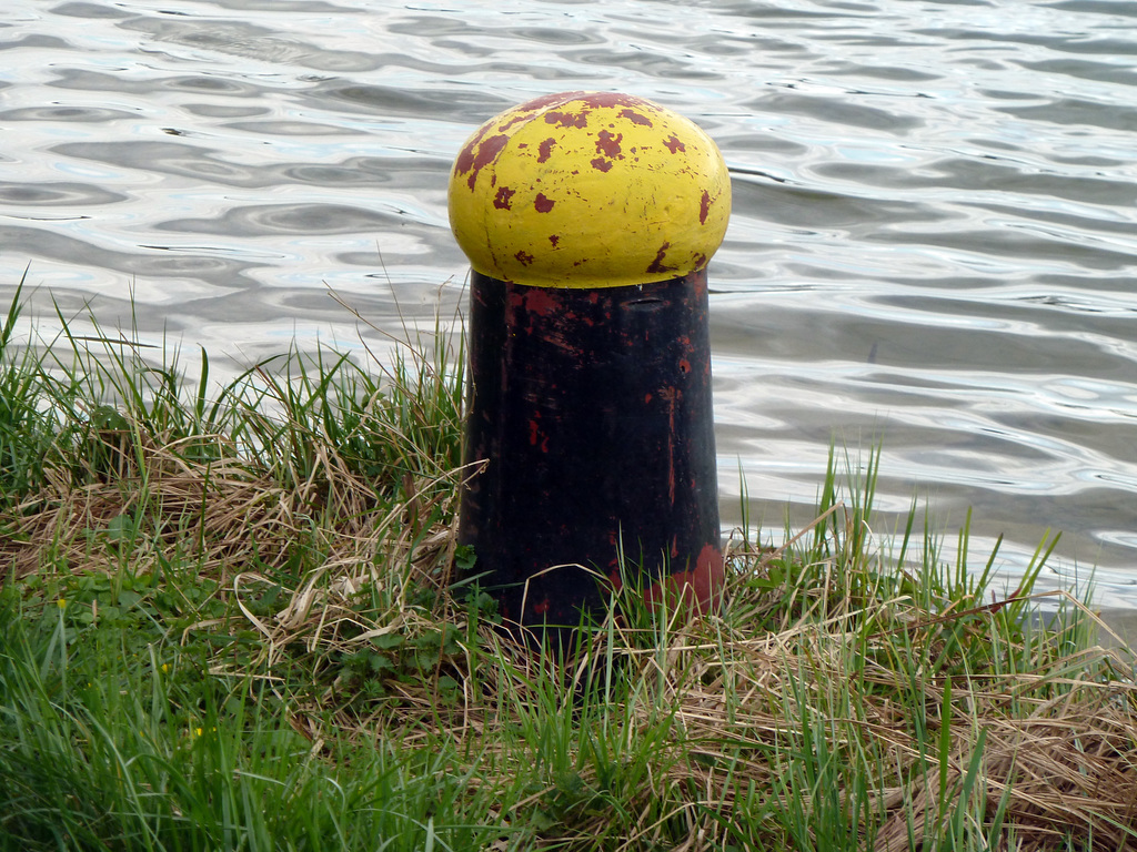 Ein original Rheinschifferpilz im Frühling 2011