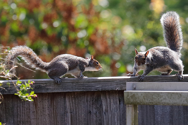 EOS 6D Peter Harriman 10 26 06 8865 SquirrelEncounter dpp