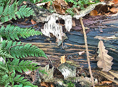 Forest Floor