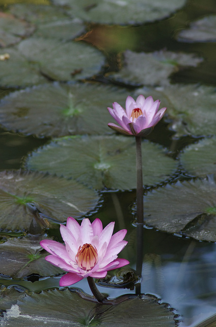 Waterlilies