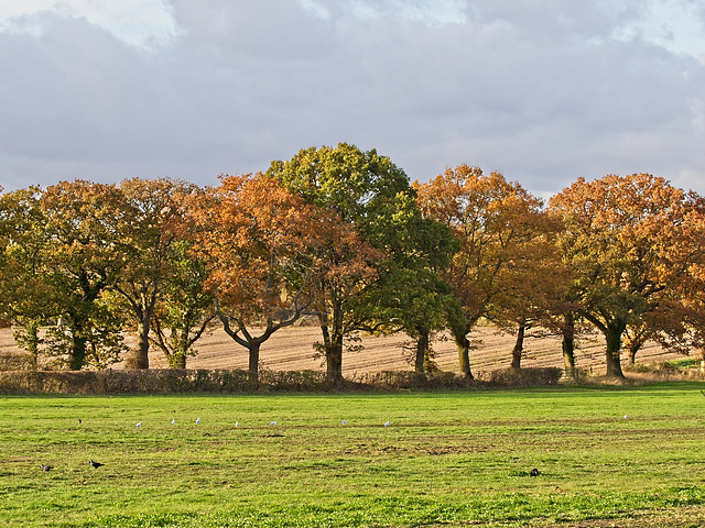 Autumn Trees