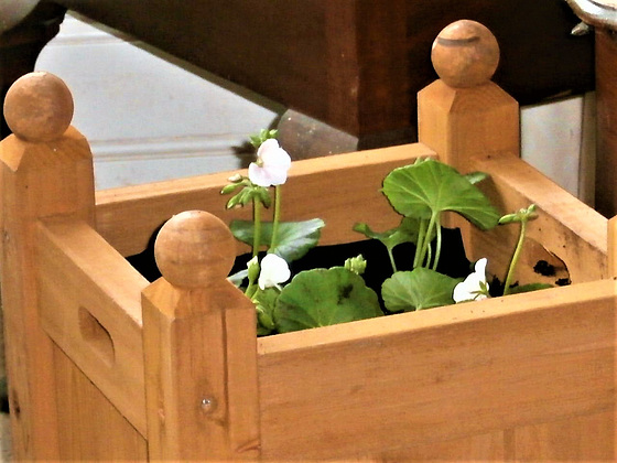 My new planter with the geraniums potted in