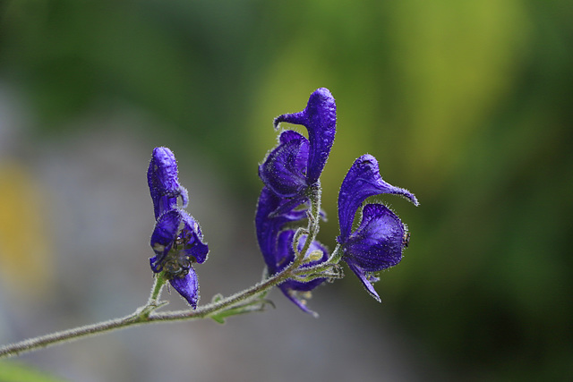 Monkshood