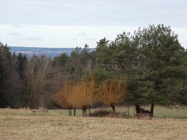 Blick zum Münchshofer Berg