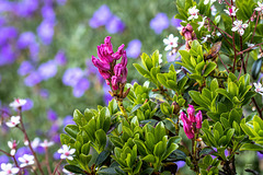 Bewimperte Alpenrose + Almenrausch ++ Rhododendron hirsutum