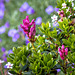 Bewimperte Alpenrose + Almenrausch ++ Rhododendron hirsutum