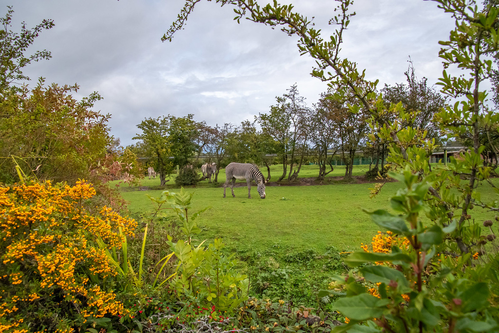 Zebra compound at Chester Zoo